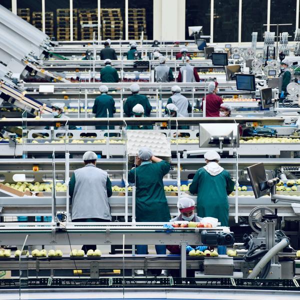 Photo by Arno Senoner on Unsplash The image shows a production hall, where cleaning and packaging of apples takes place.